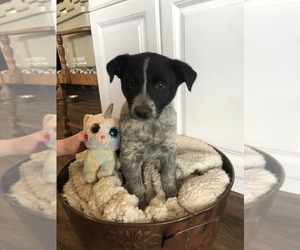 Australian Cattle Dog-Border Collie Mix Puppy for sale in CRKD RVR RNCH, OR, USA