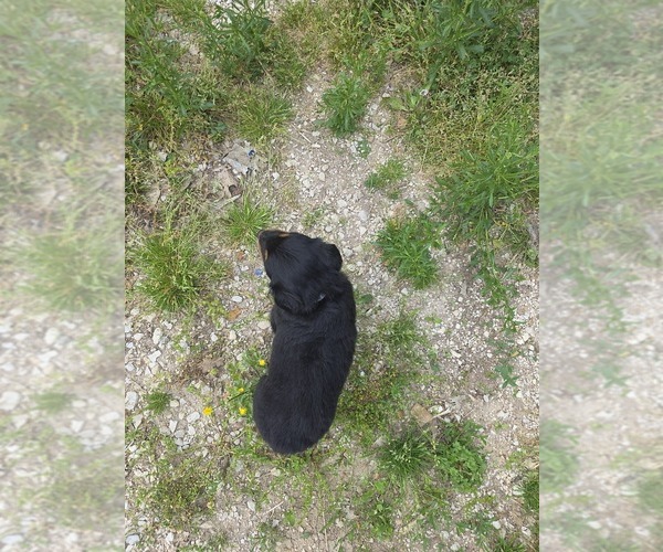 Medium Photo #2 English Shepherd Puppy For Sale in UPTON, KY, USA