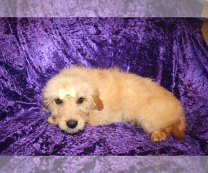 Goldendoodle (Miniature) Puppy for sale in BLMGTN, IN, USA