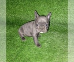Small Photo #11 French Bulldog Puppy For Sale in HOFFMAN ESTATES, IL, USA