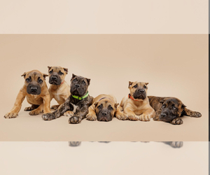 Presa Canario Puppy for sale in RALEIGH, NC, USA