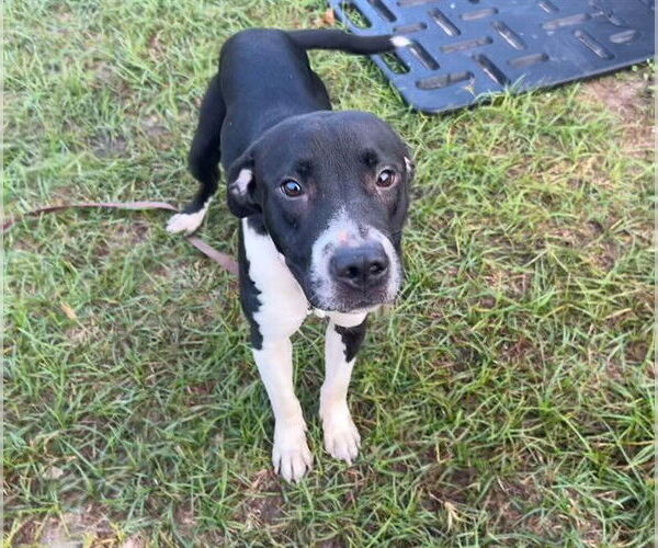 Medium Photo #2 American Pit Bull Terrier-Unknown Mix Puppy For Sale in Ocala, FL, USA