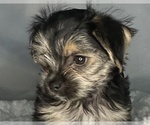 Puppy Kayla Morkie