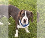 Small Boglen Terrier
