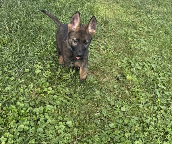 Medium Photo #1 German Shepherd Dog Puppy For Sale in HUNTINGTON, IN, USA