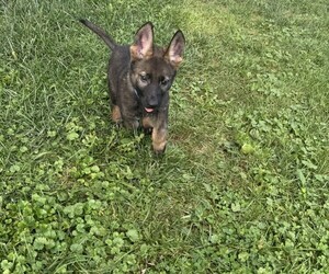 German Shepherd Dog Puppy for sale in HUNTINGTON, IN, USA