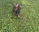 Nitro - Male German Shepherd Dog Puppy for Sale - Small photo