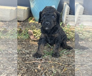 Poodle (Standard) Puppy for sale in LONGMONT, CO, USA