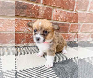 Pembroke Welsh Corgi Puppy for Sale in SAN FRANCISCO, California USA