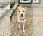 Small Photo #1 American Pit Bull Terrier-Labrador Retriever Mix Puppy For Sale in Perth Amboy, NJ, USA