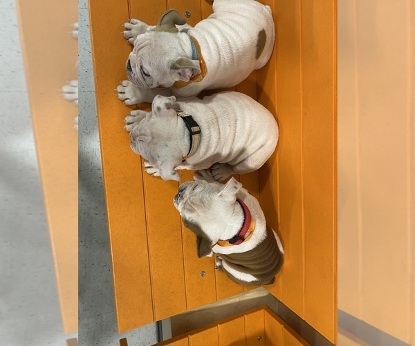 Medium Photo #2 English Bulldog Puppy For Sale in ELK GROVE, CA, USA