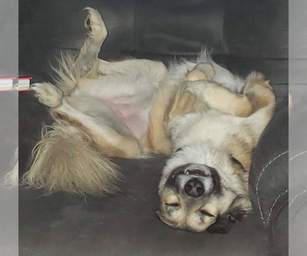 Medium Photo #5 Anatolian Shepherd Puppy For Sale in Mount Airy, NC, USA