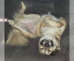 Small #4 Anatolian Shepherd