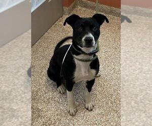 Border Collie-Unknown Mix Dogs for adoption in Pueblo, CO, USA