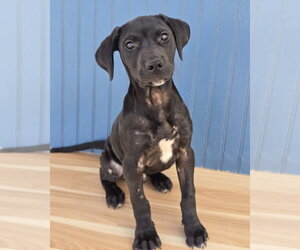 American Staffordshire Terrier-Labrador Retriever Mix Dogs for adoption in Lakewood, CO, USA