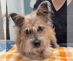 Small Cairn Terrier Mix
