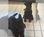 Small #2 Mutt