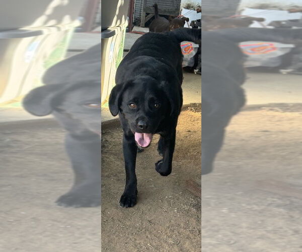 Medium Photo #2 Labrador Retriever-Shih Tzu Mix Puppy For Sale in Banning, CA, USA