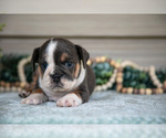 Small Photo #13 Beabull Puppy For Sale in MILLERSBURG, OH, USA