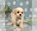 Small #5 Mal-Shi