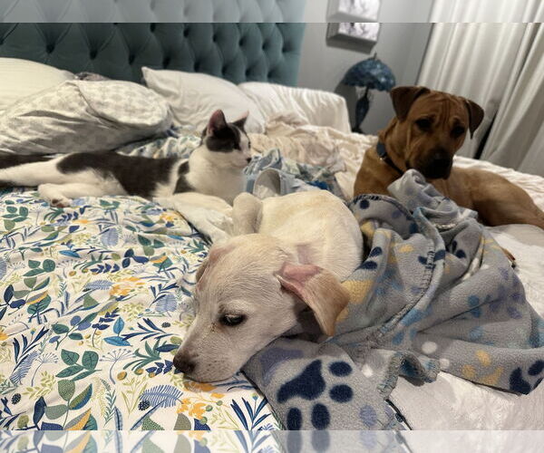 Medium Photo #4 Labrador Retriever-Unknown Mix Puppy For Sale in The Woodlands, TX, USA