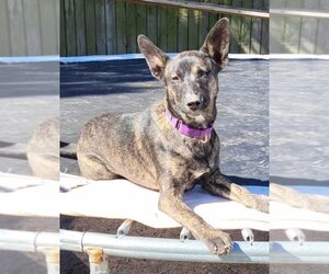 German Shepherd Dog-Huskies  Mix Dogs for adoption in Ocean Springs, MS, USA