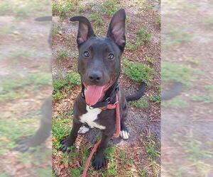 American Staffordshire Terrier Dogs for adoption in Fort Lauderdale, FL, USA