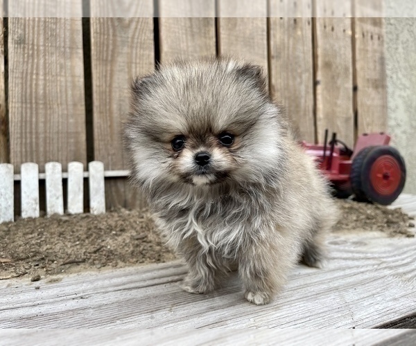 Medium Photo #9 Pomeranian Puppy For Sale in HAYWARD, CA, USA