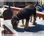 Small Photo #4 Airedale Terrier Puppy For Sale in CHARLESTOWN, IN, USA