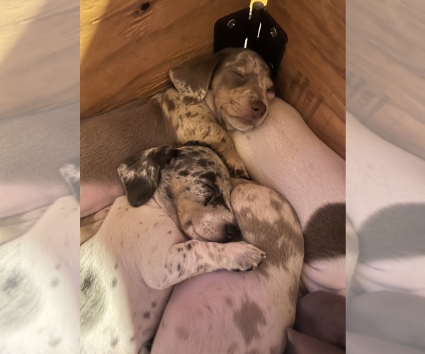 Medium Photo #34 Dachshund Puppy For Sale in LAKEBAY, WA, USA