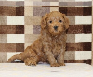 Cavapoo (Miniature) Puppy for sale in DENVER, PA, USA
