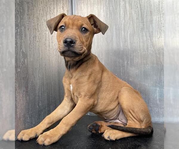 Medium Photo #1 Mutt Puppy For Sale in San Antonio, TX, USA