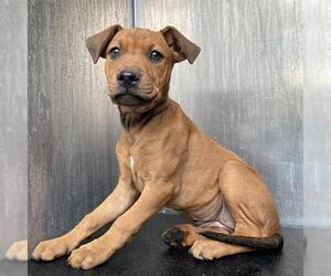 Mutt Dogs for adoption in San Antonio, TX, USA