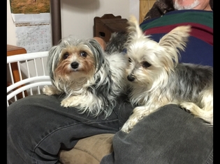 Mother of the Morkie puppies born on 11/30/2015