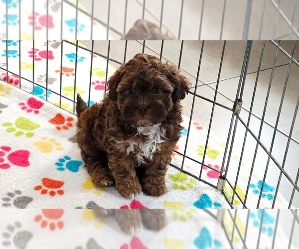 Medium Photo #4 ShihPoo Puppy For Sale in ORO VALLEY, AZ, USA