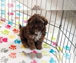 Small #3 ShihPoo