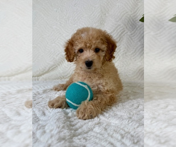 Medium Photo #2 Cock-A-Poo Puppy For Sale in GREENFIELD, IN, USA