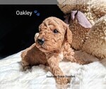Small Photo #20 Goldendoodle (Miniature) Puppy For Sale in GASTONIA, NC, USA