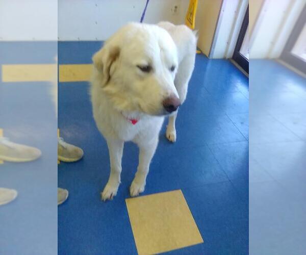 Medium Photo #6 Great Pyrenees Puppy For Sale in Spring, TX, USA