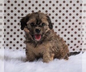 Cavalier King Charles Spaniel-Poodle (Toy) Mix Puppy for sale in FREDERICKSBG, OH, USA