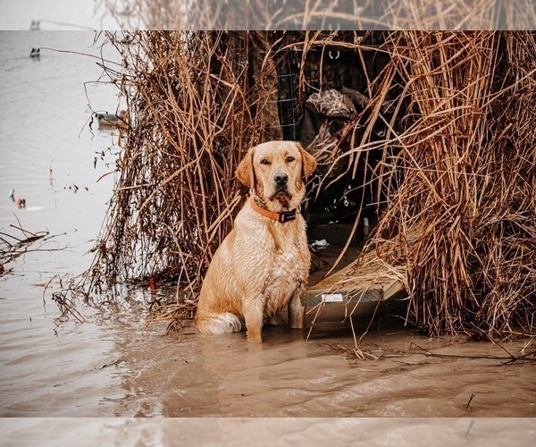 Medium Photo #1 Labrador Retriever Puppy For Sale in ROCKMART, GA, USA
