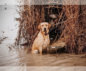 Father of the Labrador Retriever puppies born on 04/14/2025
