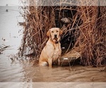 Small Photo #1 Labrador Retriever Puppy For Sale in ROCKMART, GA, USA
