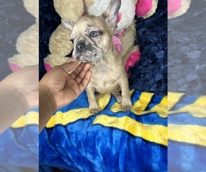 French Bulldog Puppy for sale in RANDOLPH, MA, USA