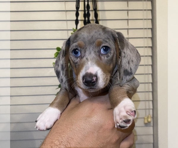 Medium Photo #1 Dachshund Puppy For Sale in CORONA, CA, USA