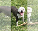 Small Photo #1 American Pit Bull Terrier Puppy For Sale in BROCKTON, MA, USA