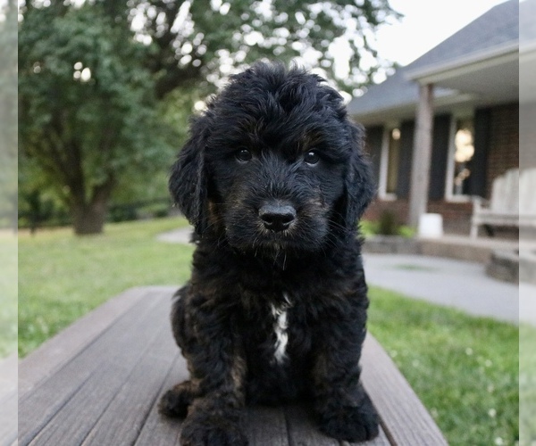 Medium Photo #4 Goldendoodle Puppy For Sale in KNOB NOSTER, MO, USA