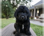 Small #3 Goldendoodle