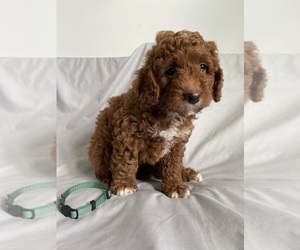 Bernedoodle (Miniature) Puppy for Sale in ATCO, New Jersey USA