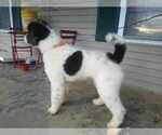 Small Photo #1 Aussiedoodle Puppy For Sale in ALLEGRE, KY, USA